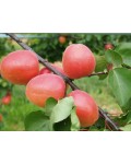 Prunus armeniaca Magic Cot